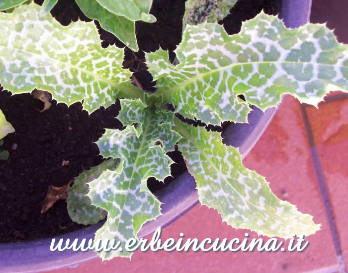 Giovane pianta di cardo mariano / Milk thistle young plant