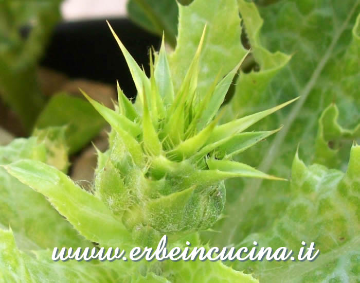 Bocciolo di cardo mariano / Milk thistle bud