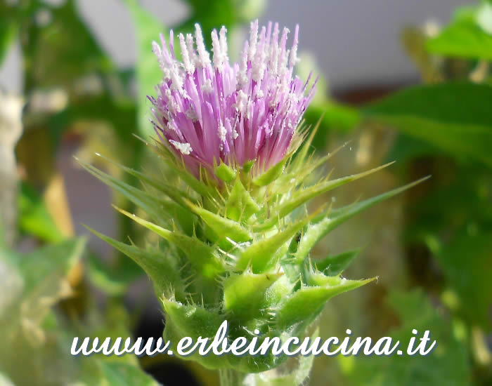 Fiore di cardo mariano / Milk thistle flower