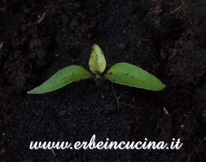 Peperoncino Carioca, prima foglia vera / Carioca chili pepper, first true leave