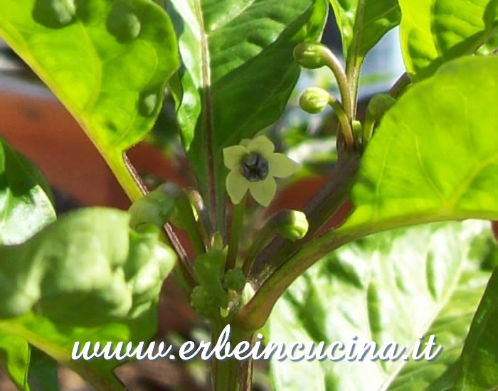 Fiore di Peperoncino Carioca / Carioca chili pepper flower