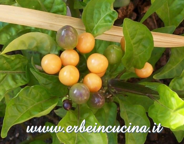 Peperoncini Carioca a vari stadi di maturazione / Ripe and unripe Carioca chili pepper pods