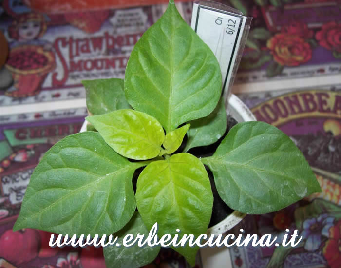 Giovane pianta di peperoncino Carmine / Carmine chili pepper, young plant