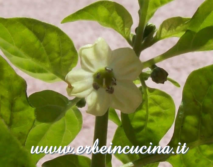 Fiore di peperoncino Carmine / Carmine chili pepper flower