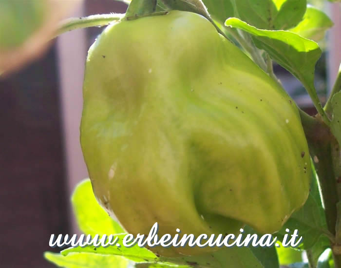 Peperoncino Carmine non ancora maturo / Unripe Carmine chili pepper pod