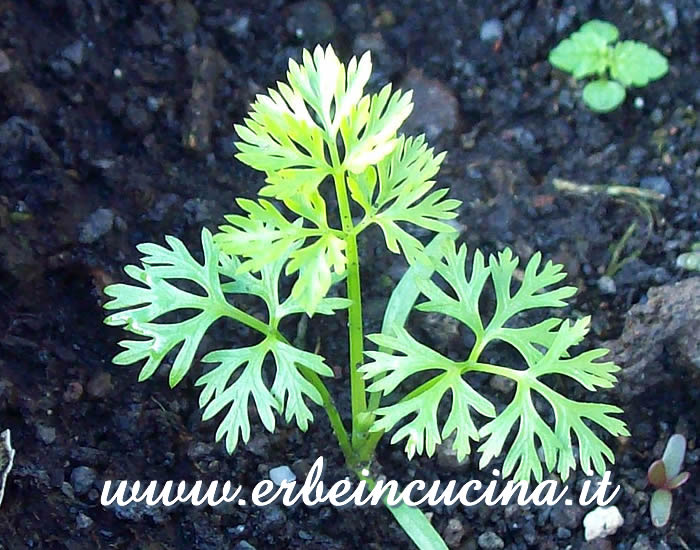 Giovane pianta di carota bianca / White Carrot, young plant