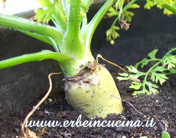 Carota bianca pronta da raccogliere / White Carrot, ready to be harvested