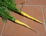 Carota gialla