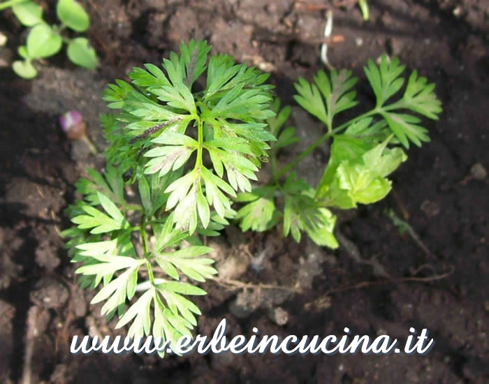 Pianta trapiantata di carota gialla / Yellow Carrot, transplanted plant