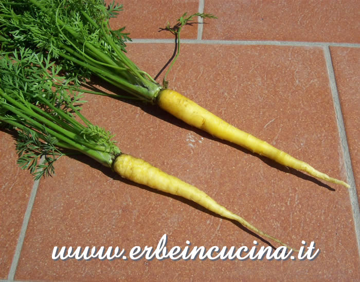 Carote gialle / Yellow carrots