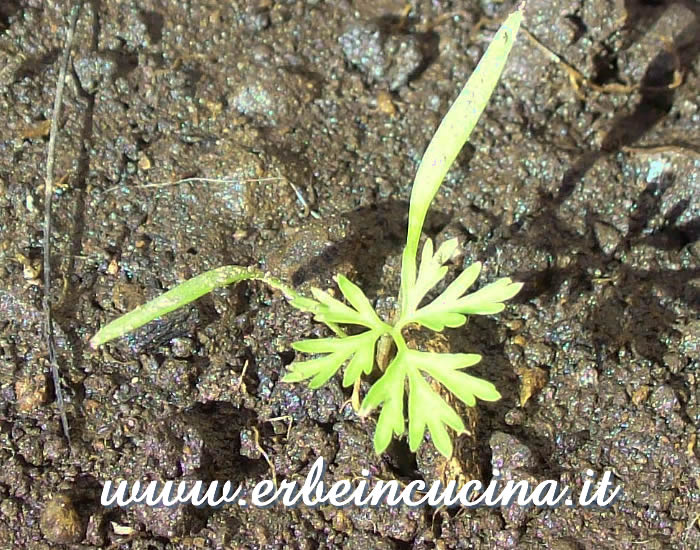 Giovane pianta di carota rossa / Red Carrot, young plant