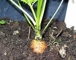 Carota tonda di Parigi