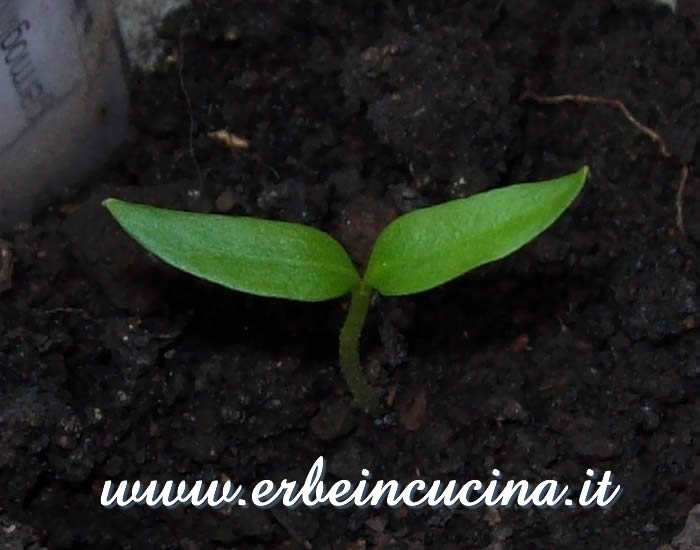 Peperoncino Carrè Noir appena nato / Newborn Carrè Noir chili pepper plant
