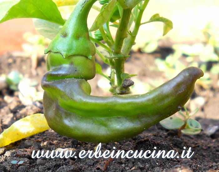 Peperoncino Carrè Noir non ancora maturo / Unripe Carrè Noir chili pepper pod