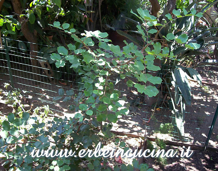 Giovane albero di carrubbo / Young Carob Tree