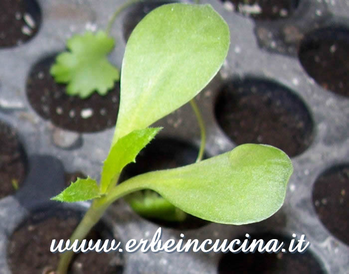 Prime foglie vere / First true  leaves