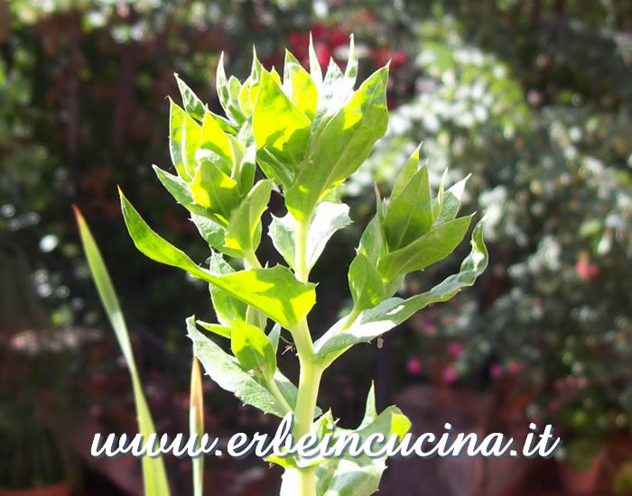 Boccioli di cartamo / Safflower buds