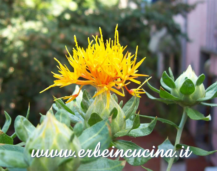 Fiore di cartamo / Safflower flower