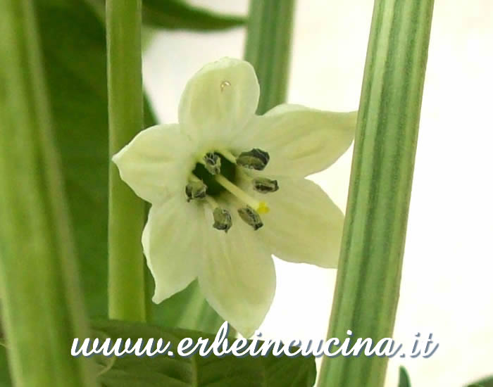 Fiore di peperoncino Cascabel / Cascabel chili pepper flower