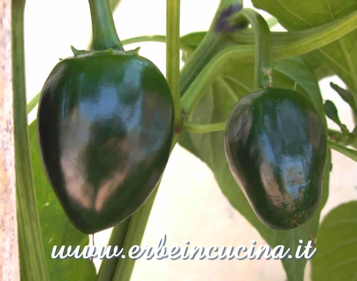 Peperoncini Cascabel non ancora maturi / Unripe Cascabel chili pods