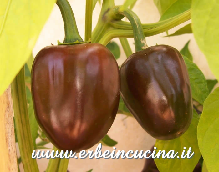 Peperoncini Cascabel quasi maturi / Almost ripe Cascabel chili pods