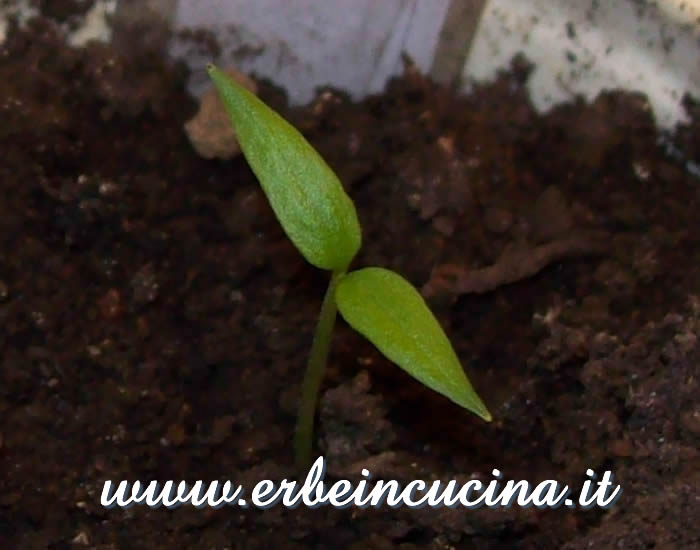 Peperoncino Cat's Claw appena nato / Newborn Cat's Claw chili pepper plant