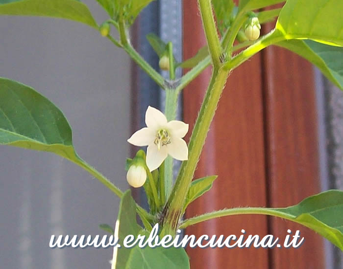 Fiore e boccioli di peperoncino Cat's Claw  / Cat's Claw chili flower and buds