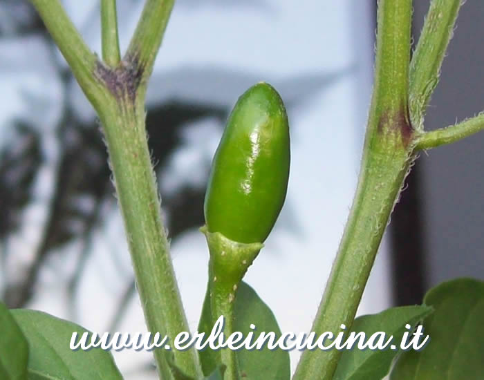 Peperoncino Cat's Claw non ancora maturo / Unripe Cat's Claw chili pod