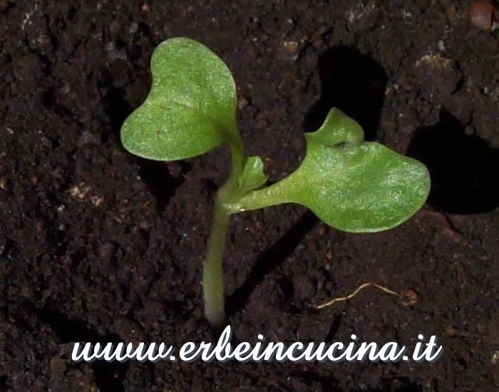 Cavoletto di Bruxelles appena nato / Newborn Brussels Sprouts Plant