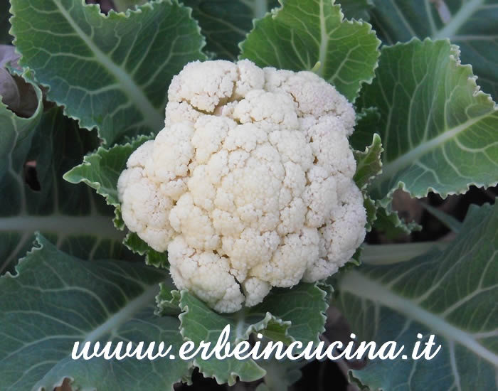 Cavolfiore baby Snowball / Baby Snowball Cauliflower