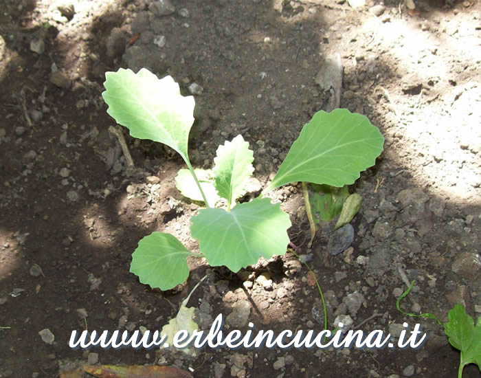 Giovane pianta di Cavolo rapa / Kohlrabi young plant