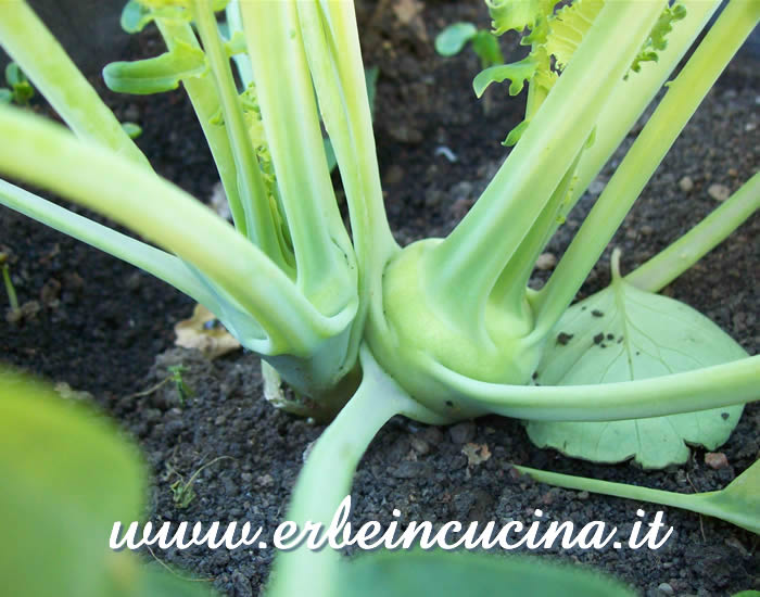 Strano sviluppo gemellare di Cavolo rapa / Kohlrabi twin plants