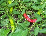 Cayenne