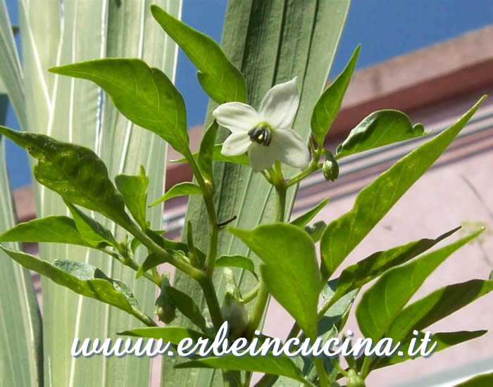 Fiore di Cayenne / Cayenne flower