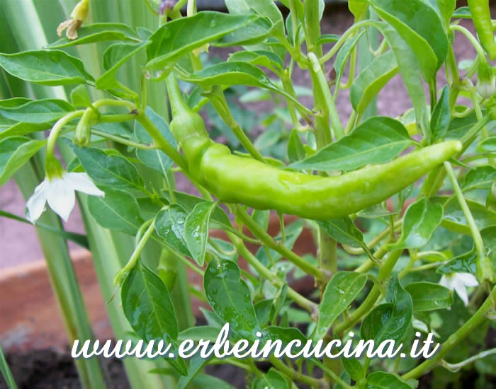 Peperoncino non ancora maturo / Unripe chili pepper pod