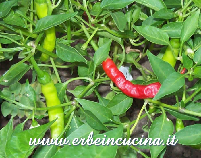 Peperoncini Cayenne a vari stadi di maturazione / Ripe and unripe Cayenne chili pepper pods