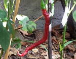 Cayenne Joes Long