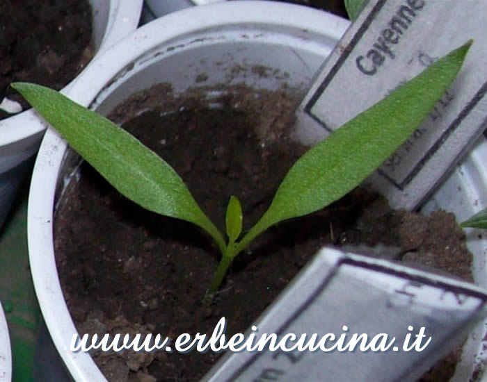 Piantina neonata di Cayenne Joes Long  / Newborn Cayenne Joes Long plant