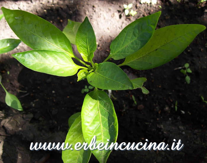 Pianta trapiantata di Cayenne Joes Long  / Cayenne Joes Long, transplanted plant