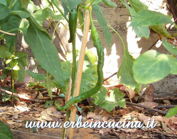 Peperoncino Cayenne Joes Long non ancora maturo / Unripe Cayenne Joes Long chili pepper pod