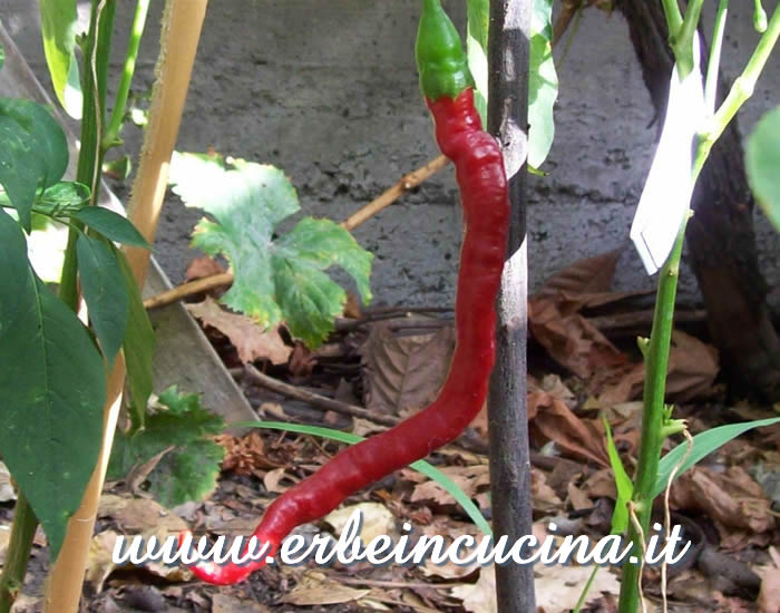 Peperoncino Cayenne Joes Long maturo / Ripe Cayenne Joes Long chili pepper pod