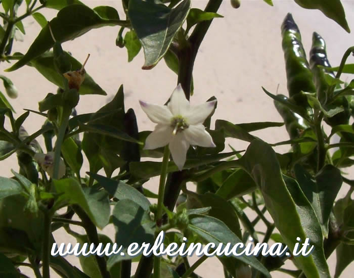 Fiore di Cayenne Ring of Fire / Cayenne Ring of Fire chili flower