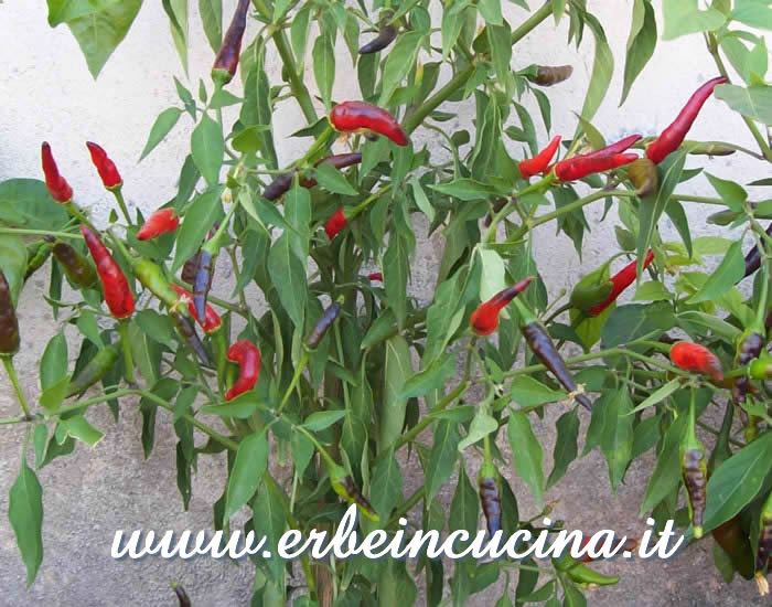 Peperoncini Cayenne Ring of Fire / Cayenne Ring of Fire chili pods