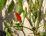 Cayenne Small