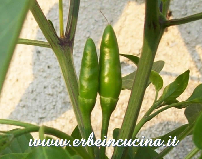 Peperoncini non ancora maturi / Unripe pepper pods