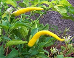 Cayenne Yellow