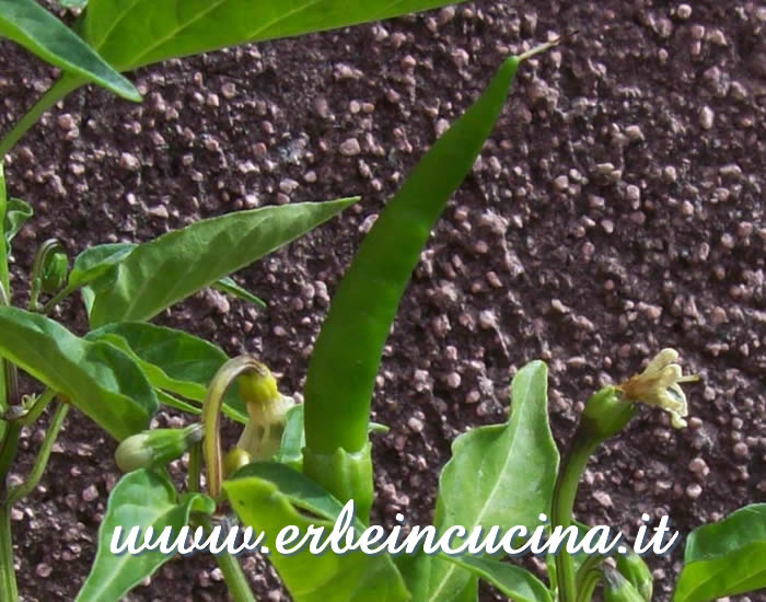 Peperoncino Cayenne Yellow non ancora maturo / Unripe Cayenne Yellow chili pod