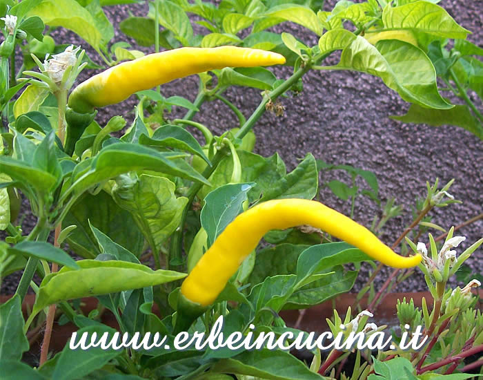 Peperoncini Cayenne Yellow maturi / Ripe Cayenne Yellow chili pods