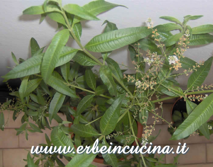 Pronta per il primo raccolto / Ready to be harvested
