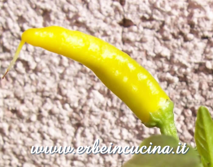 Frutto quasi maturo di peperoncino Cedrino / Almost ripe Cedrino chili pepper pod